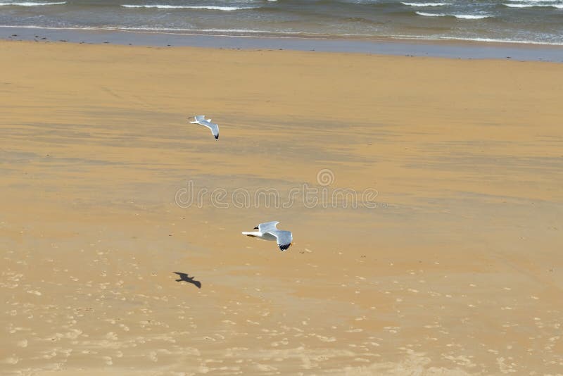 Dwa pi?knego seagulls lataj? w pogodzie sztormowej na tle piaskowata pla?a fotografia royalty free Dwa pi?knego seagulls lataj? w pogodzie sztormowej na tle piaskowata pla?a fotografia royalty free