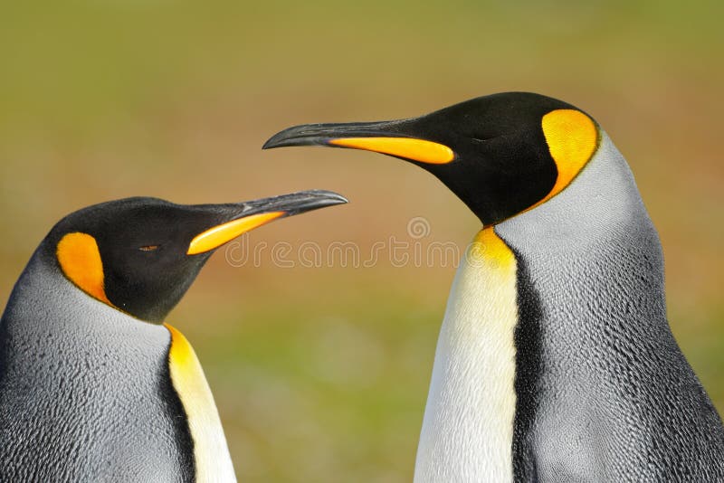 Dwa pingwinu Królewiątko pingwinu para cuddling, dzika natura, zielony tło Dwa pingwinu robi miłości W trawie Przyrody scena
