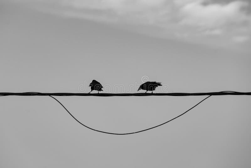 Two birds crows on wire humorous smile sky amazing view. Two birds crows on wire humorous smile sky amazing view