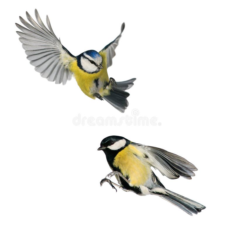 birds tit and blue tit flying isolated on white background in various poses and types. birds tit and blue tit flying isolated on white background in various poses and types