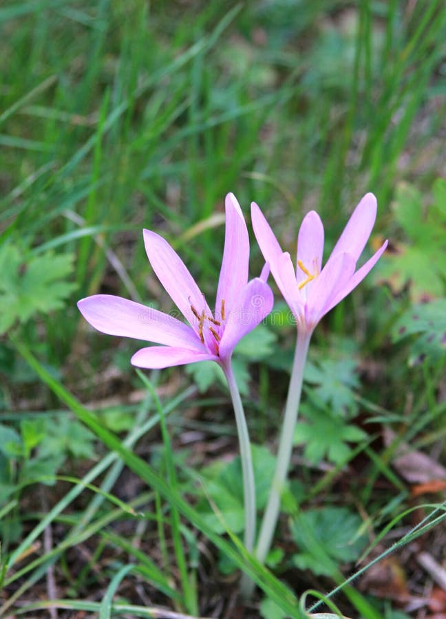 Dwa purpur jesieni krokus kwitnie w łące fotografia stock Dwa purpur jesieni krokus kwitnie w łące fotografia stock