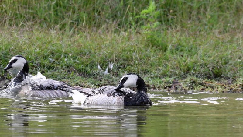 Dwa pąkli gąski chełbotanie w wodzie Branta leucopsis