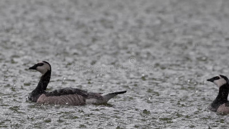 Dwa pąkli gąski pływania na jeziorze w ulewnym deszczu Branta leucopsis