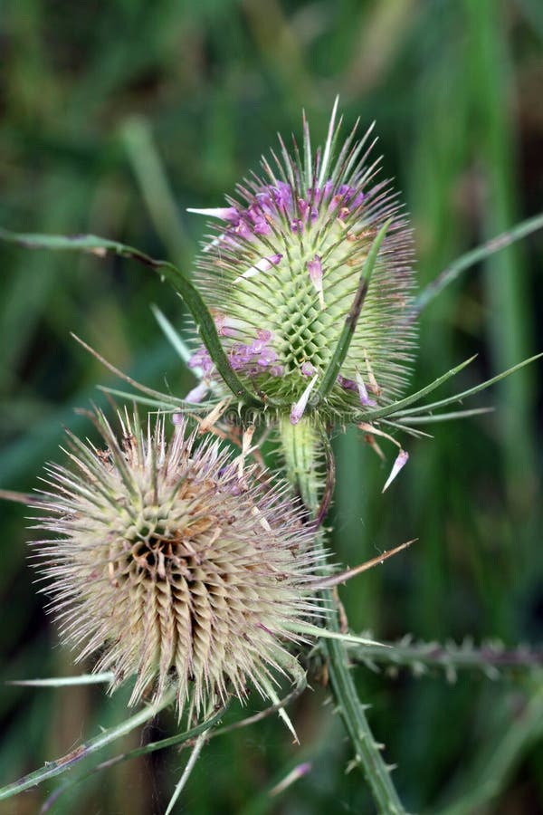 Dwa teasel głowy zdjęcie stock Dwa teasel głowy zdjęcie stock