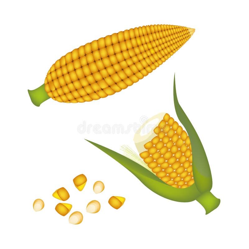 Dwa ucho kukurudza z nasiono kukurudzą ilustracji Dwa ucho kukurudza z nasiono kukurudzą ilustracji