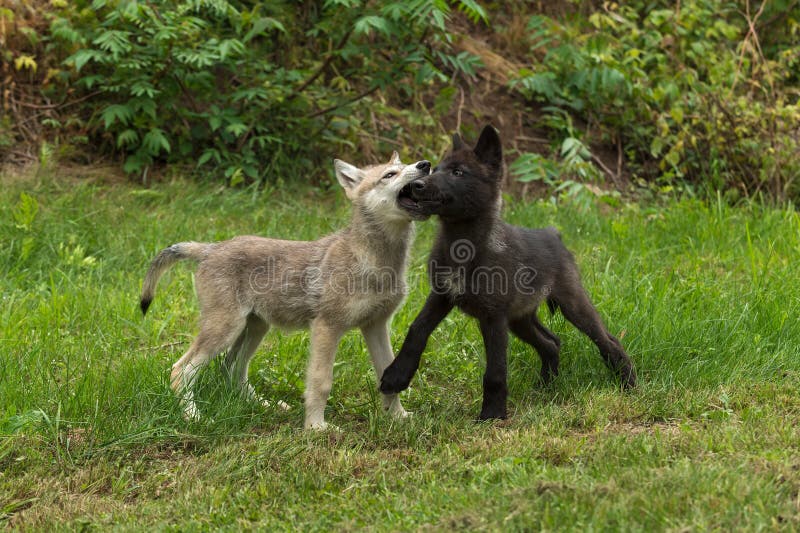 Dwa Wilczych ciuć kagana Popielaty chwyt (Canis lupus)
