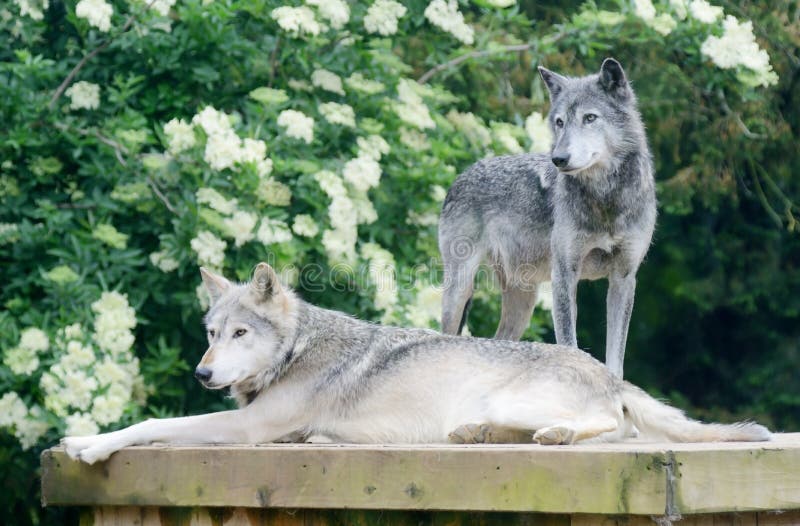 A pair of wolves looking alert and dangerous. A pair of wolves looking alert and dangerous