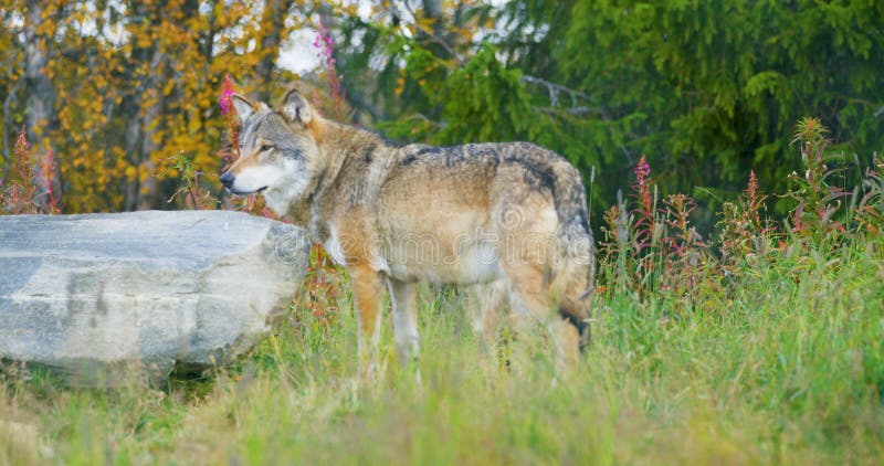 Dwa wilka w wilczej paczki odprowadzeniu w lesie