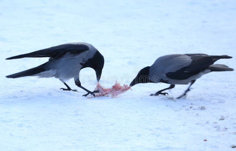 A two crows pecking at food in the snow. A two crows pecking at food in the snow