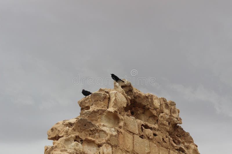Two black crows sitting on a rock in the desert. Cloudy grey sky. Two black crows sitting on a rock in the desert. Cloudy grey sky.