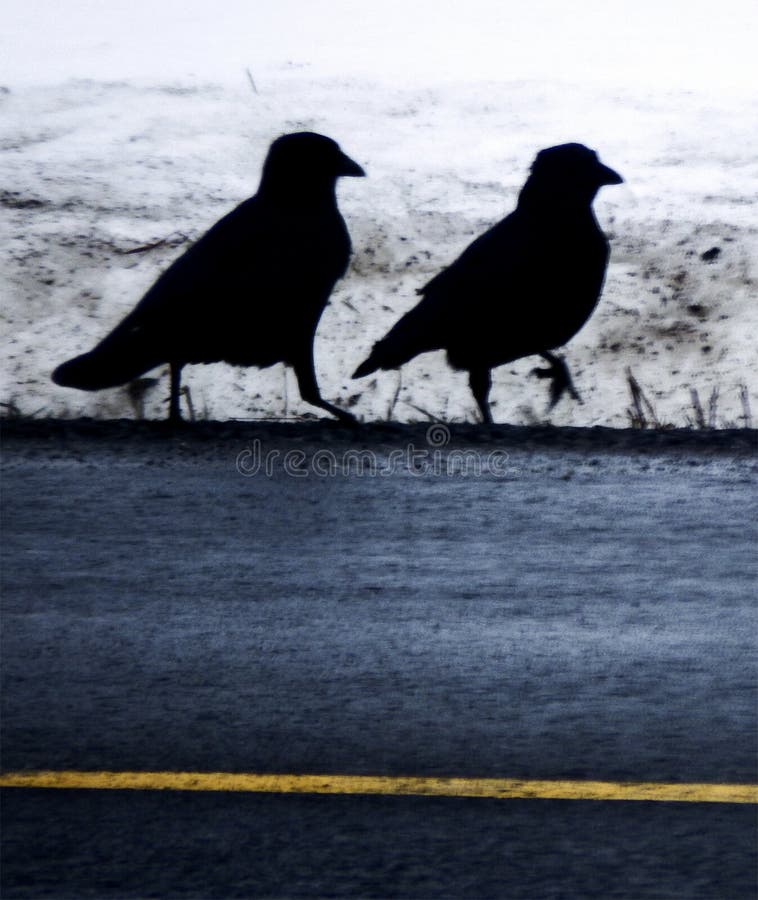 Two crows in silhouette on winter roadside with asphalt and yellow road stripe. Two crows in silhouette on winter roadside with asphalt and yellow road stripe.