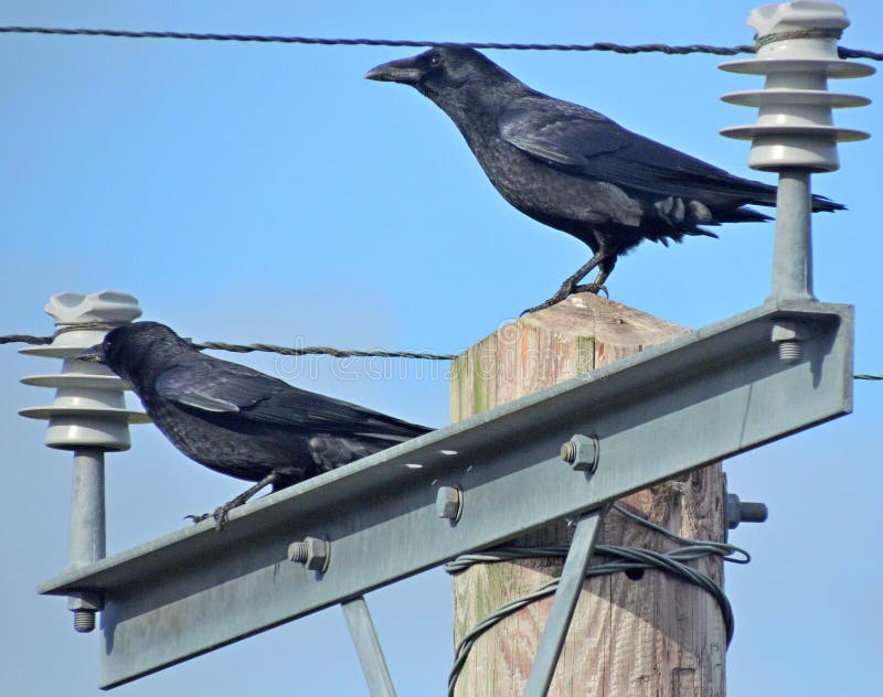 Two crows perched at the very top of a pole, between high power electric insulators, seen against blue skies. Two crows perched at the very top of a pole, between high power electric insulators, seen against blue skies