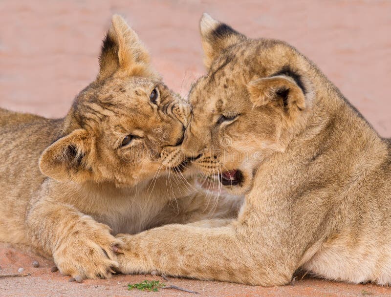 Dwa ślicznego lwa lisiątka bawić się na piasku w Kalahari fotografia royalty free Dwa ślicznego lwa lisiątka bawić się na piasku w Kalahari fotografia royalty free