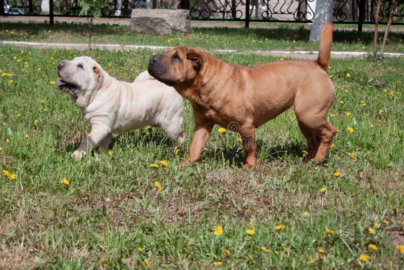 Dwa ślicznego shar-pei szczeniaka bawić się na zielonej łące obraz stock Dwa ślicznego shar-pei szczeniaka bawić się na zielonej łące obraz stock
