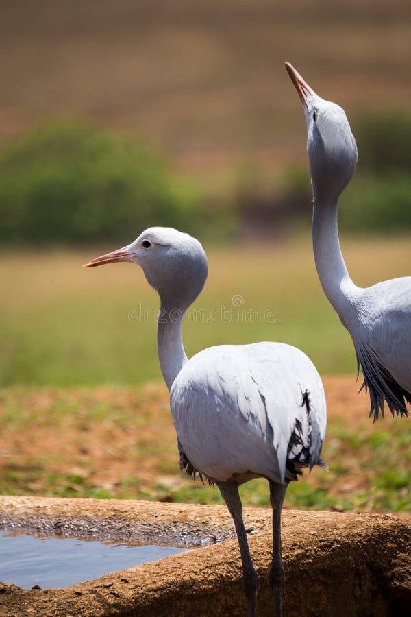 Dwa żurawi Grus błękitny paradisea Pije przy Waterhole, Południowa Afryka zdjęcie stock Dwa żurawi Grus błękitny paradisea Pije przy Waterhole, Południowa Afryka zdjęcie stock