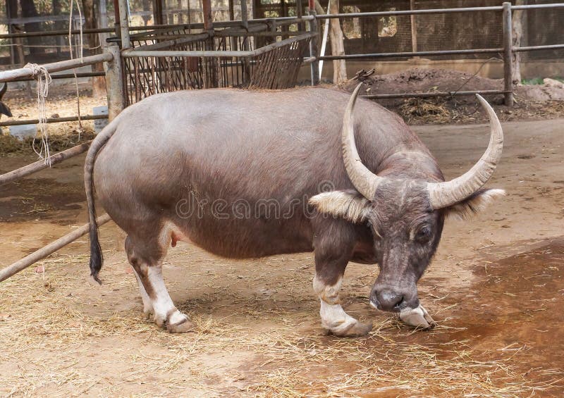 Dwarf Buffalo Photos Free & Royalty-Free Photos Dreamstime