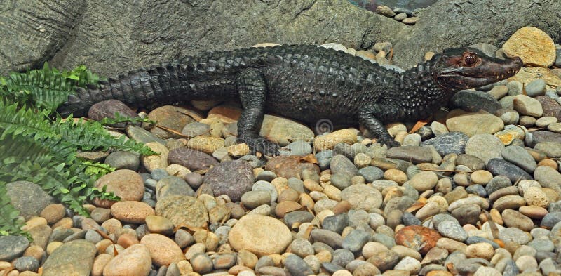 Dwarf Caiman Close Up Detail