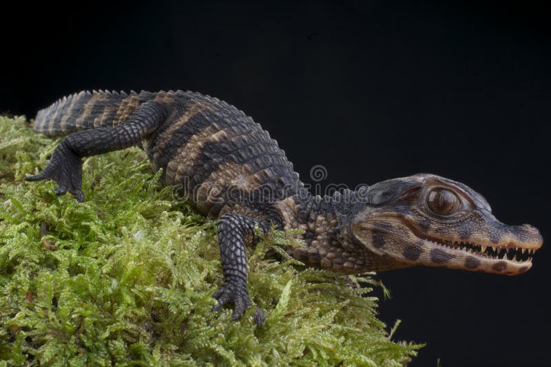 Dwarf Caiman / Paleosuchus palpebrosus