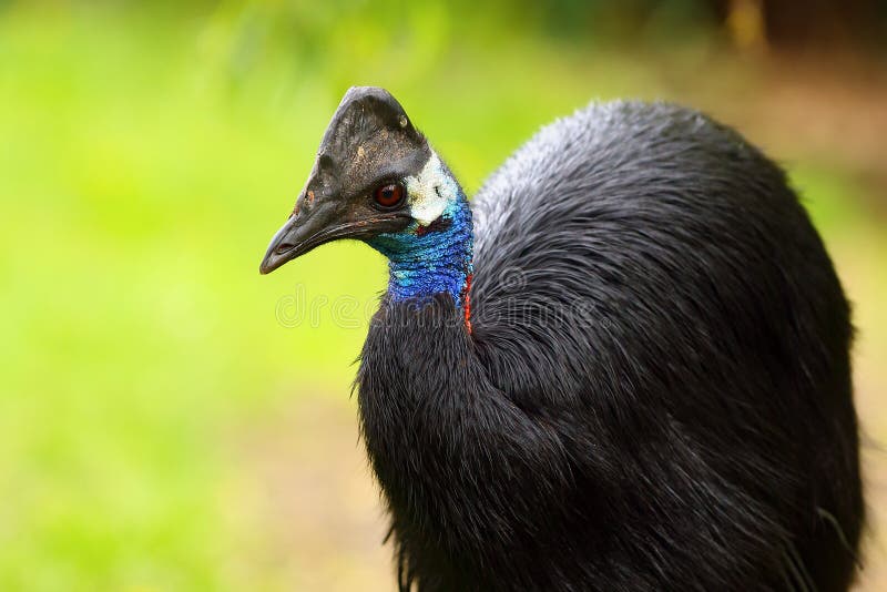 The dwarf cassowary Casuarius bennetti, also known as Bennett`s cassowary, little or  mountain cassowary or mooruk, portrait.