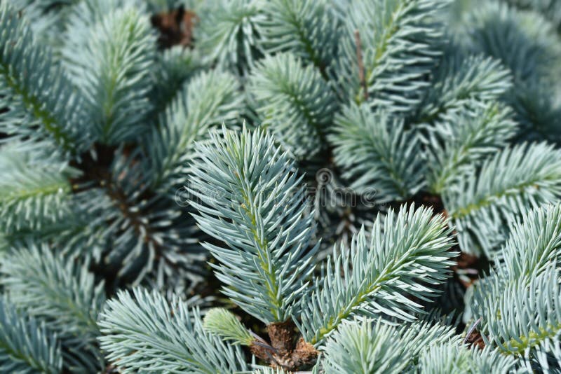 Dwarf Colorado, abeto azul imagem de stock Dwarf Colorado, abeto azul imagem de stock
