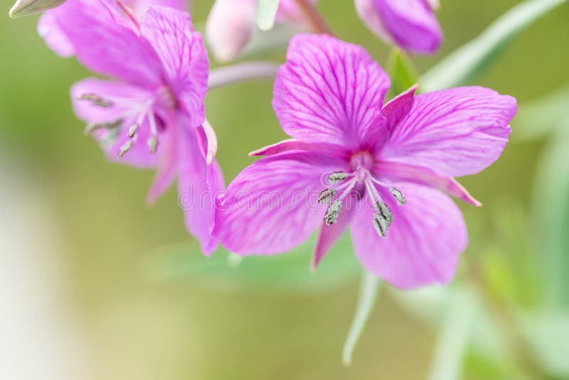 Dwarf Fireweed Flower