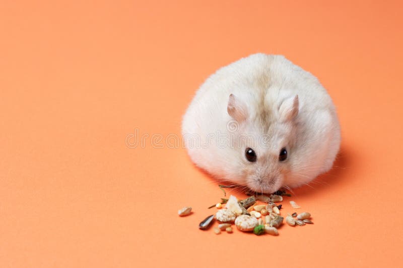 Dwarf Hamster Eating Seeds and Oats on Orange Background, Copy Space