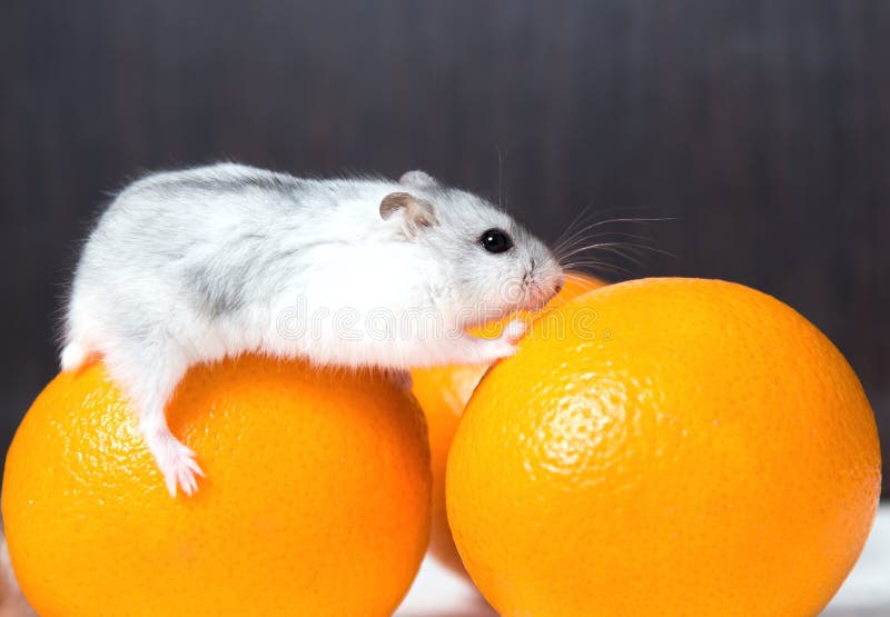 Cute Dwarf Hamster Stock Photos Download 1,338 Royalty Free Photos