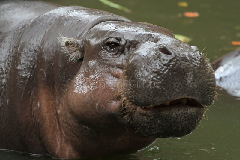 Midget hippo thialand Midget hippo thialand