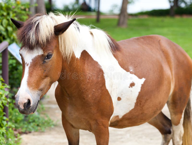 Dwarf horses in garden stock photo. Image of colorful 25667382