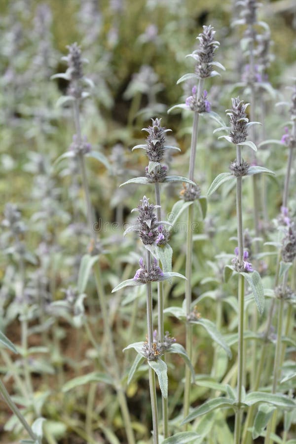 Dwarf Lambs Ears stock image. Image of stachys, ears 187087003