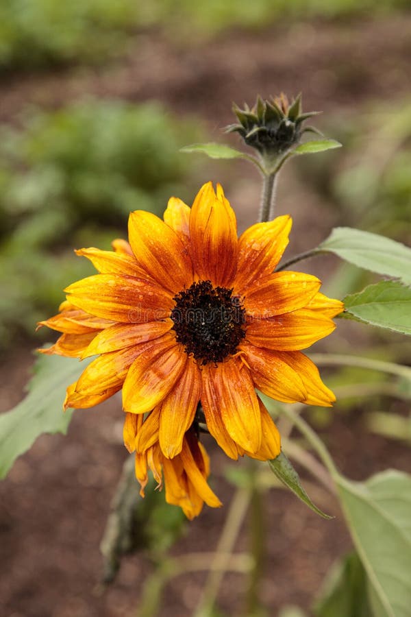 Dwarf Little Becka Sunflower Stock Photo - Image of farm, becka: 86562466