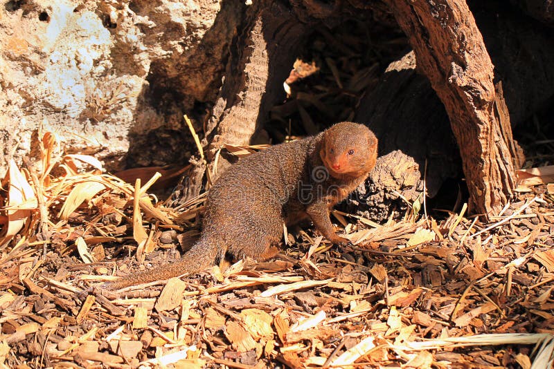 Dwarf Mongoose - Helogale parvula