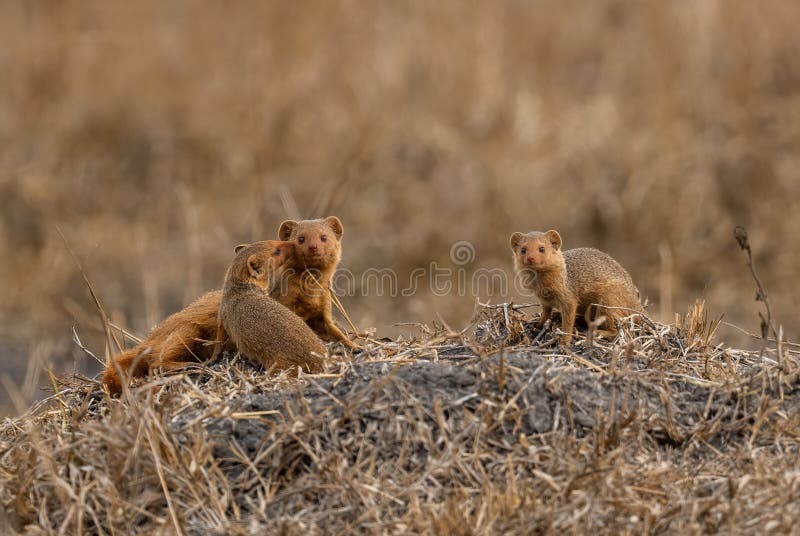 Dwarf Mongoose - Helogale parvula