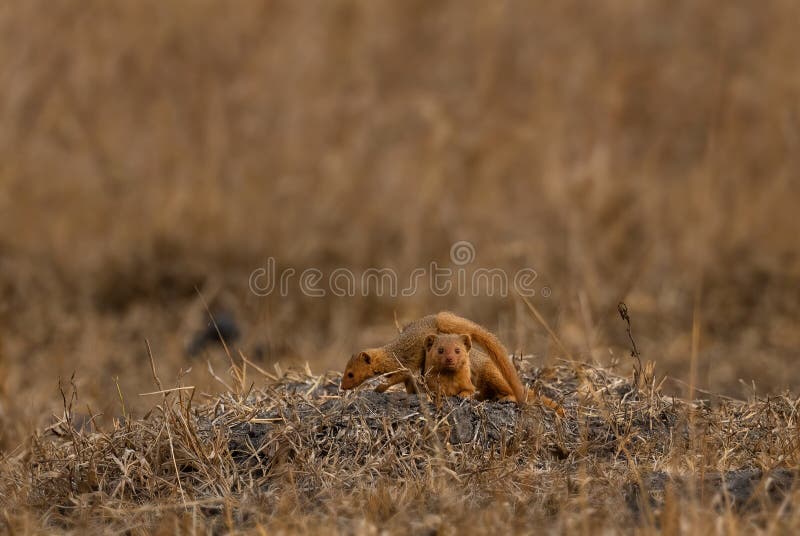 Dwarf Mongoose - Helogale parvula