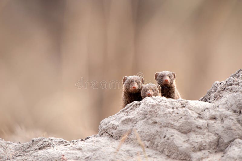Dwarf mongoose (Helogale parvula)