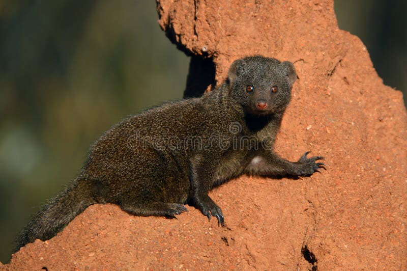 Dwarf mongoose (Helogale parvula)