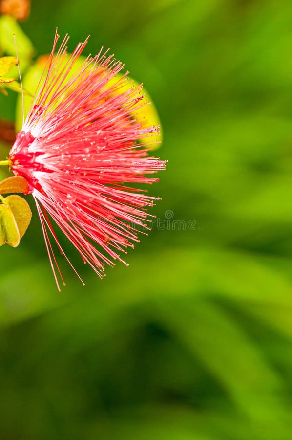 Dwarf Powder Puff Tree Plant flower royalty free stock images