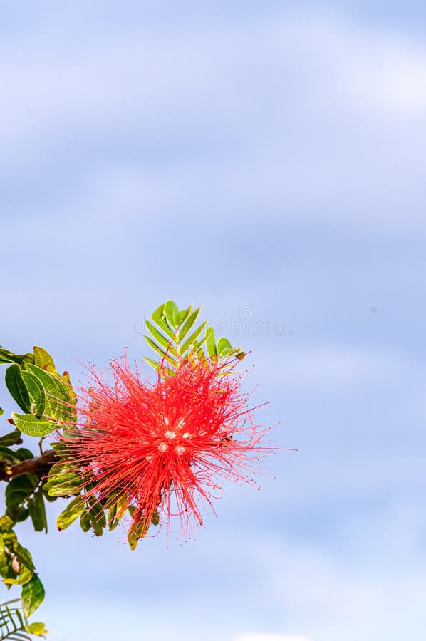 Dwarf Powder Puff Tree Plant flower stock image