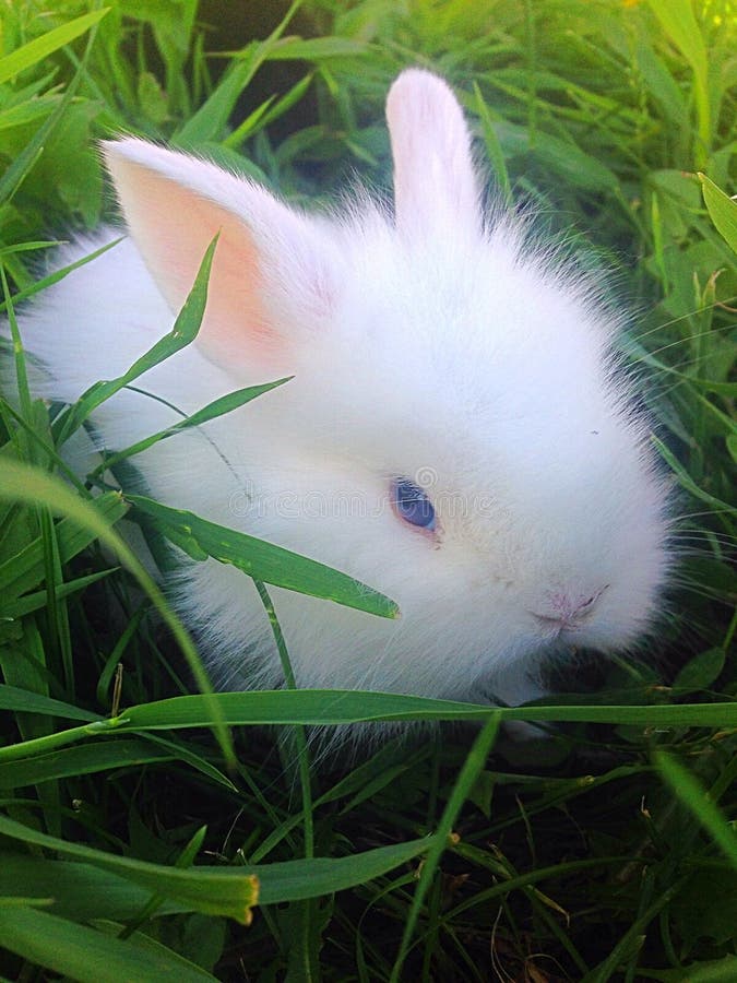 Dwarf rabbit munching on clover leaf