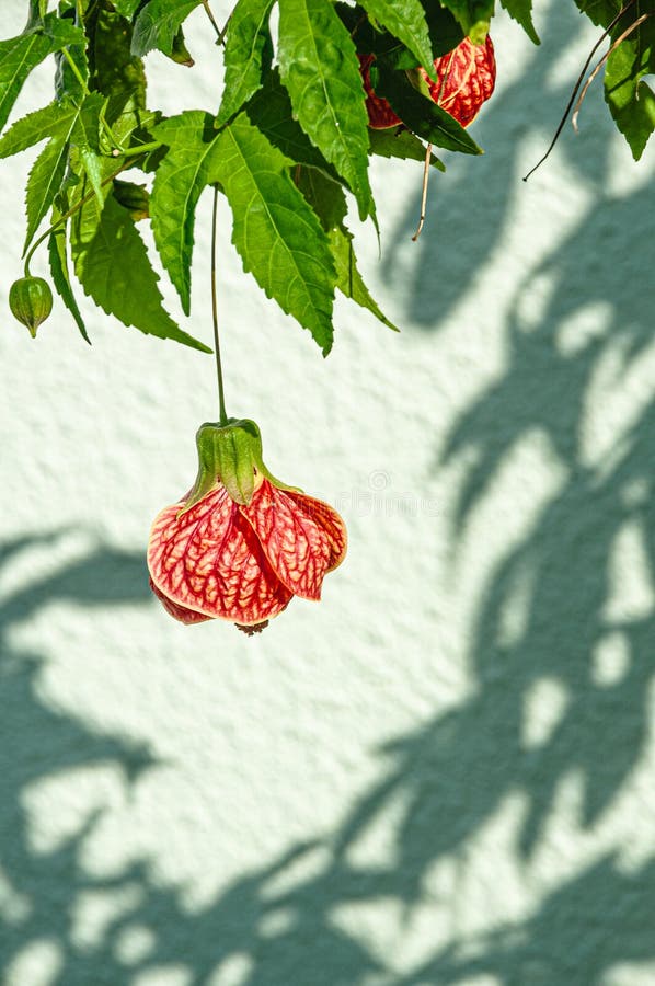 Dwarf Red Powder Puff flower royalty free stock images