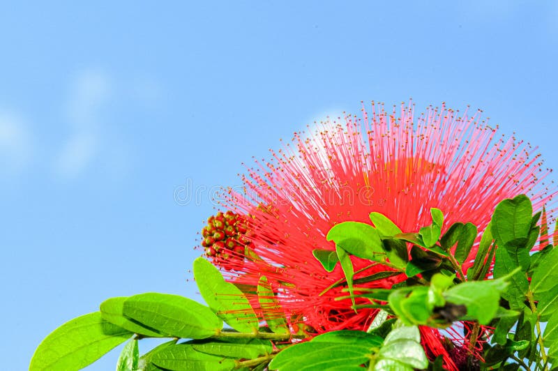 Dwarf Red Powder Puff Treeplant flower, in full bloom royalty free stock photography