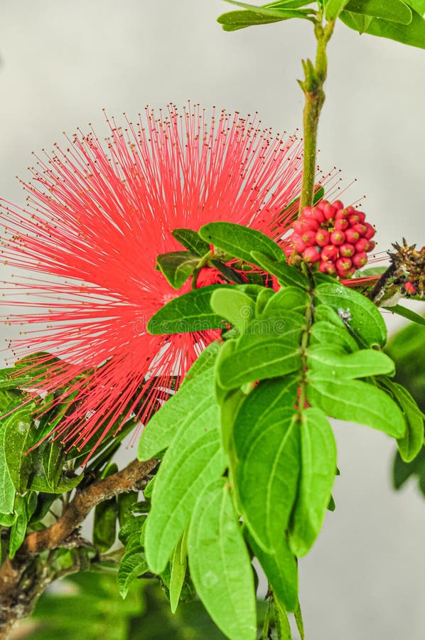 Dwarf Red Powder Puff Treeplant flower, in full bloom stock images