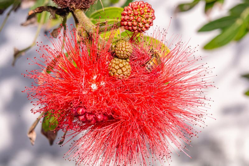 Dwarf Red powder Puff Treeplant flower and seeds royalty free stock photo