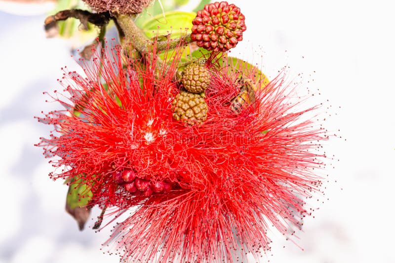 Honeybee in a Dwarf Red Powder Puff Tree plant flower and seed pods stock photo