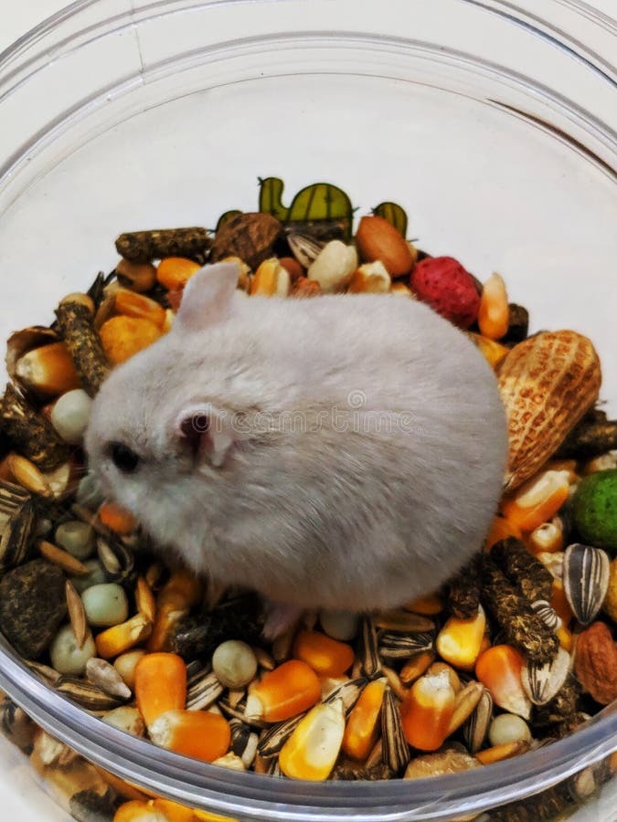 Dwarf Russian. Winter White Hamster eating seeds