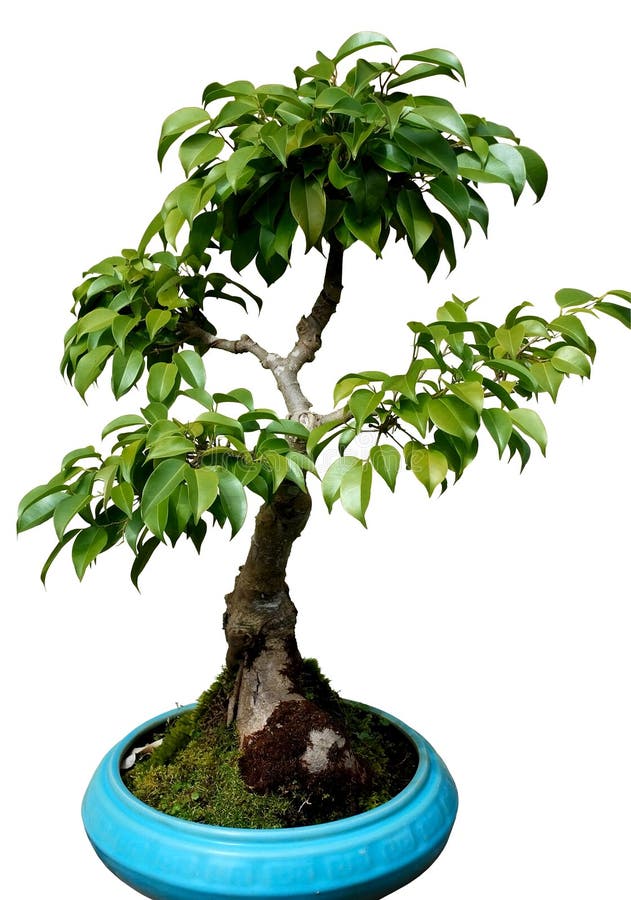 Dwarf tree