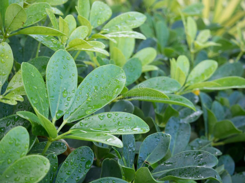 Dwarf Umbrella Tree