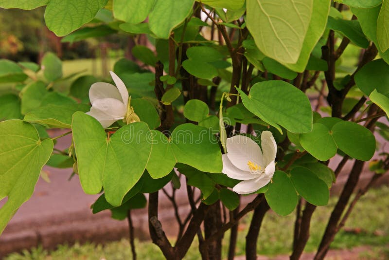 12 011 White Orchid Tree Photos Free Royalty Free Stock Photos From Dreamstime 12 011 White Orchid Tree Photos Free Royalty Free Stock Photos From Dreamstime