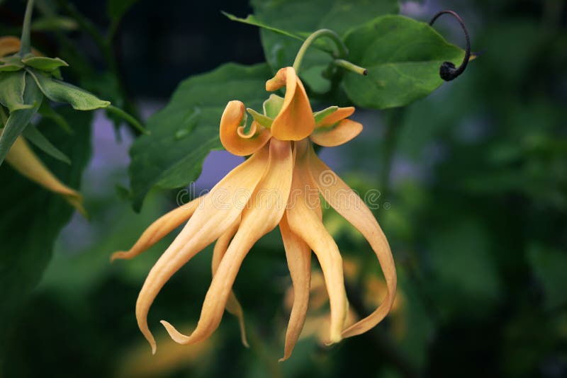 Dwarf Ylang Ylang Aka Desmos Chinensis Flor Con Bokeh Verde Foto de archivo Imagen de cubierta