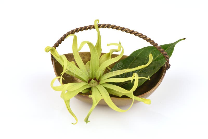 Dwarf Ylang-Ylang, Ilang.-Ilang, Cananga fruticosa royalty free stock images Dwarf Ylang-Ylang, Ilang.-Ilang, Cananga fruticosa royalty free stock images